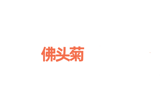 佛头菊